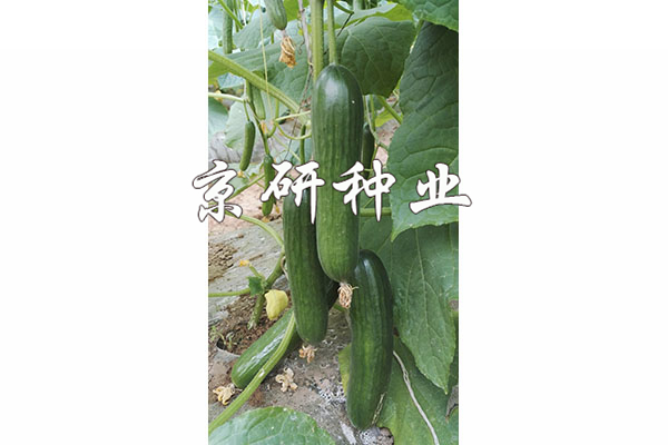 綠精靈10號